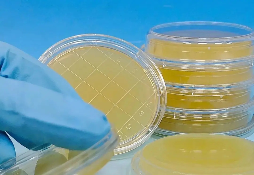 细胞培养基