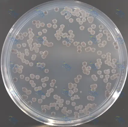 霍乱弧菌培养36h～48h特征