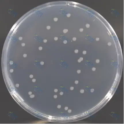 霍乱弧菌培养18h～24h特征