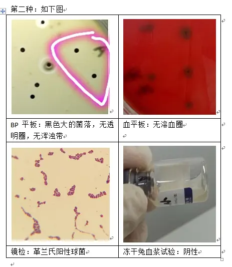 金黄色葡萄球菌在BP平板上的形态