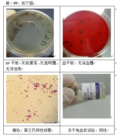 金黄色葡萄球菌在BP平板上的形态