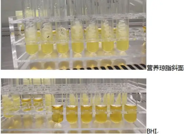 营养琼脂斜面和BHI肉汤