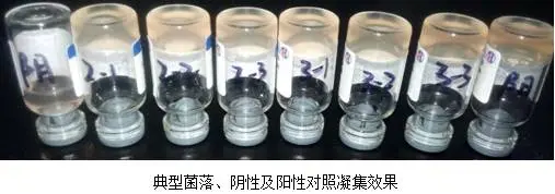典型菌落、阴性及阳性对照凝集效果