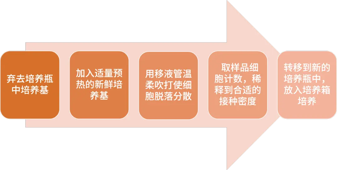 半贴壁细胞传代步骤