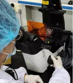 观察细胞是否可以传代