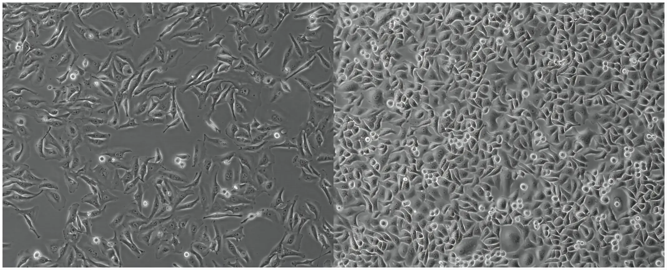 ▲细胞正常生长形态照片