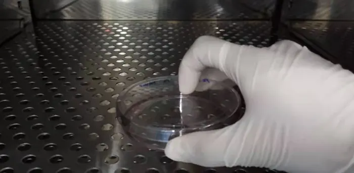 放入37℃培养箱，开始消化并计时