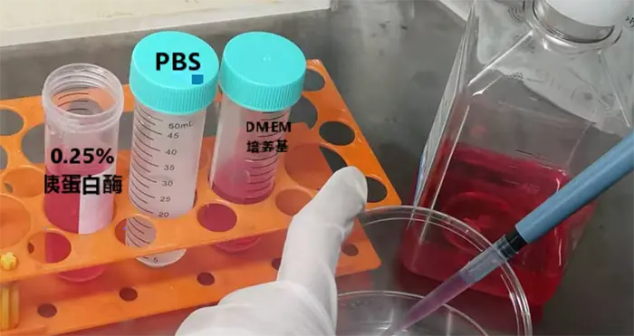 吸去PBS，加入0.25%胰酶