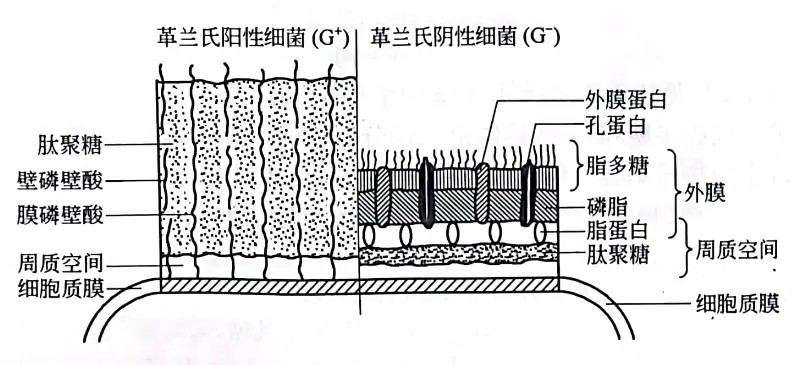 革兰氏阳性菌与阴性细菌细胞壁的比较