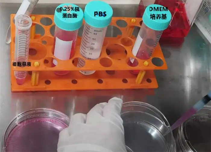 将细胞悬液加入培养皿中