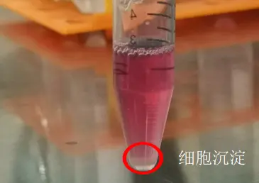 细胞在管底形成肉眼可见的细胞团块，团块大小与细胞多少有关，拿取过程中小心不要发生碰撞，把管底的细胞团块撞散，影响得率