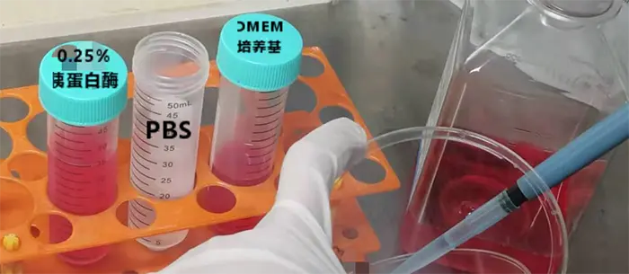 吸去培养基，加入PBS，晃一晃，润洗一遍