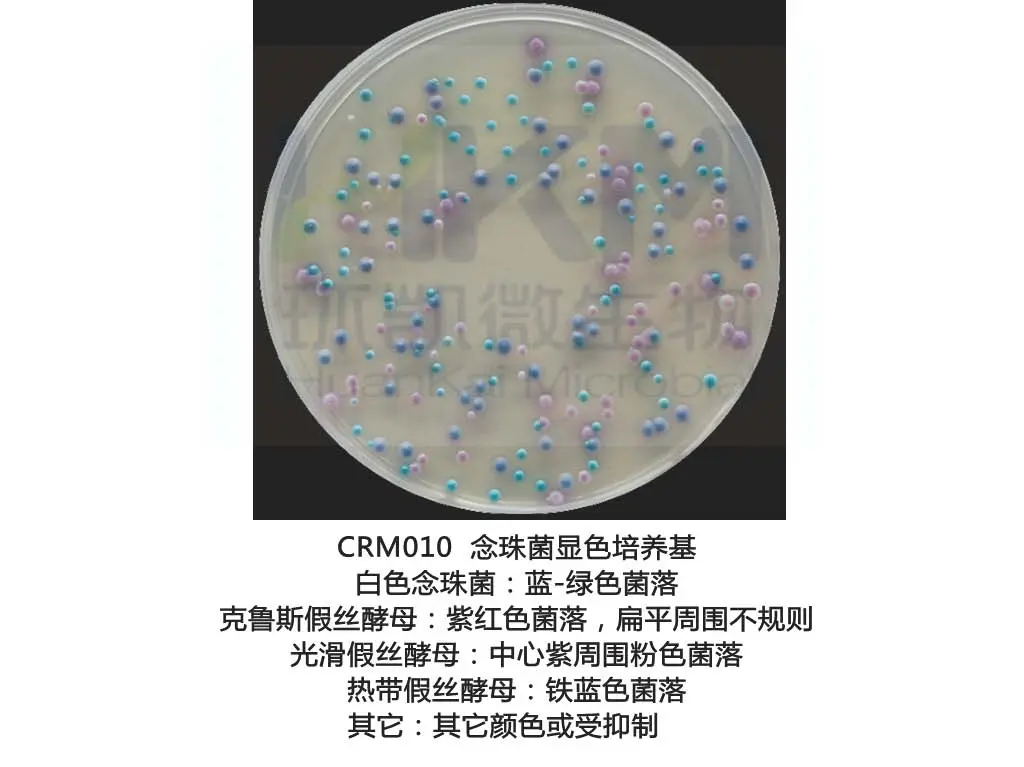 念珠苗显色培养基