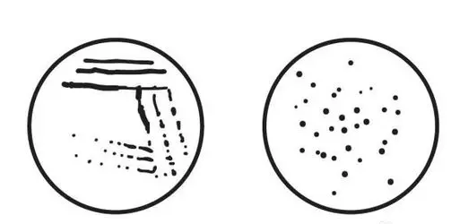 技斜面技种法按种