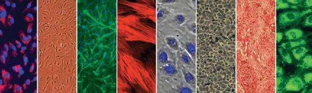 原代细胞培养继代培养