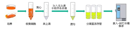 ▲ 使用无血清非程序冻存液操作示意图