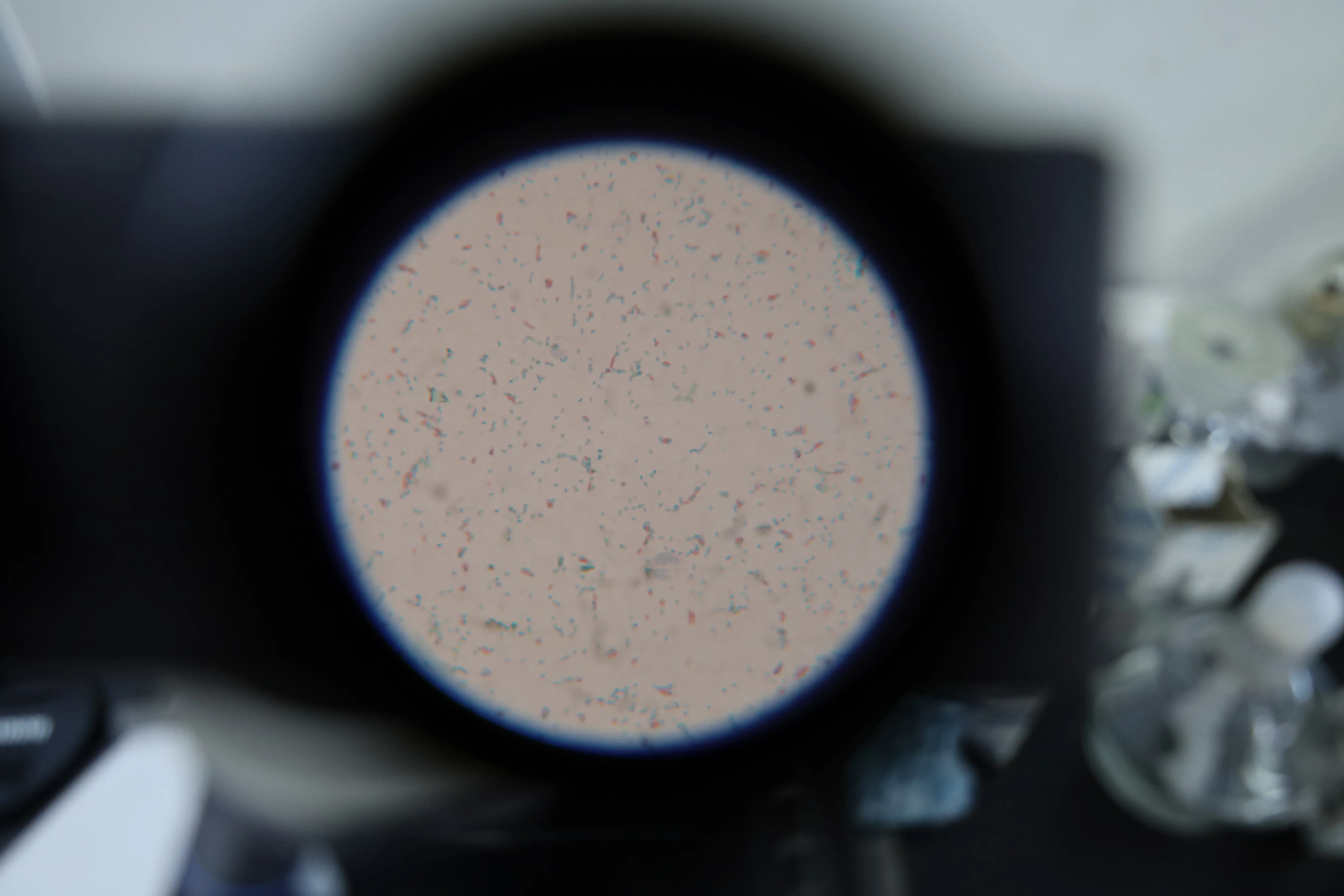 染色后菌体为红色，芽孢绿色