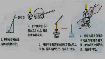 平板涂布的操作