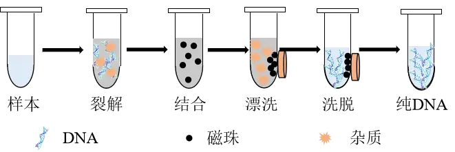 磁珠法DNA提取过程示意图