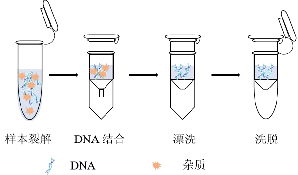 离心柱法DNA提取过程示意图