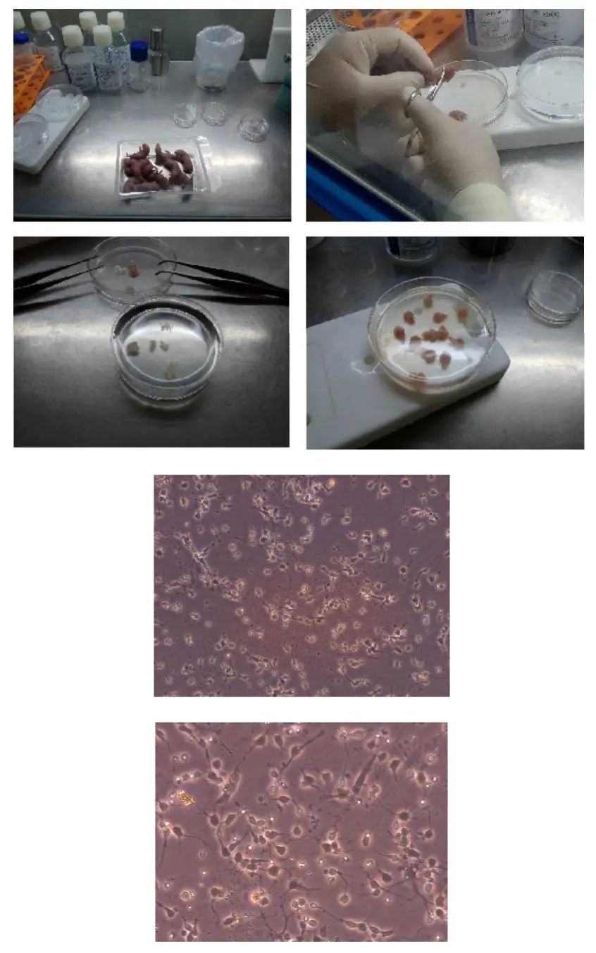 大鼠神经元细胞（酶消化法）