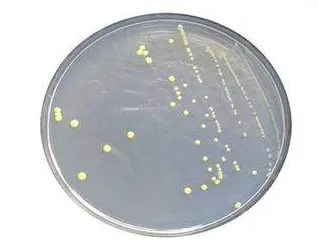 单次连续“之”字平板划线