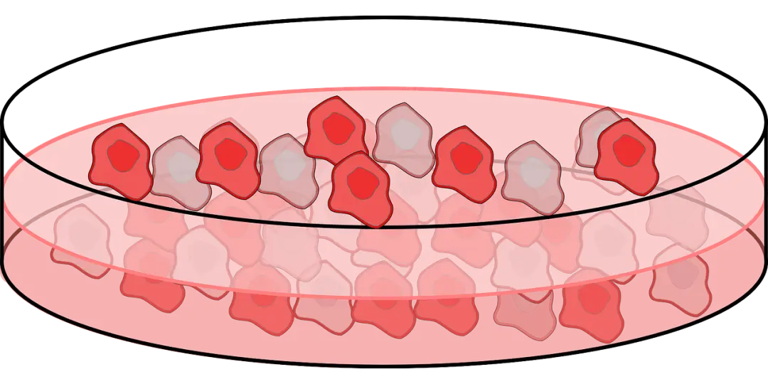 酚红可能会对实验结果产生干扰的情况