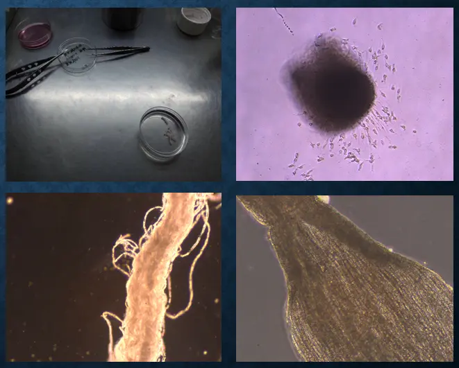 大鼠雪旺细胞（植块法）