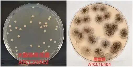增菌培养基【TSA接触皿、TSA平皿】质量控制