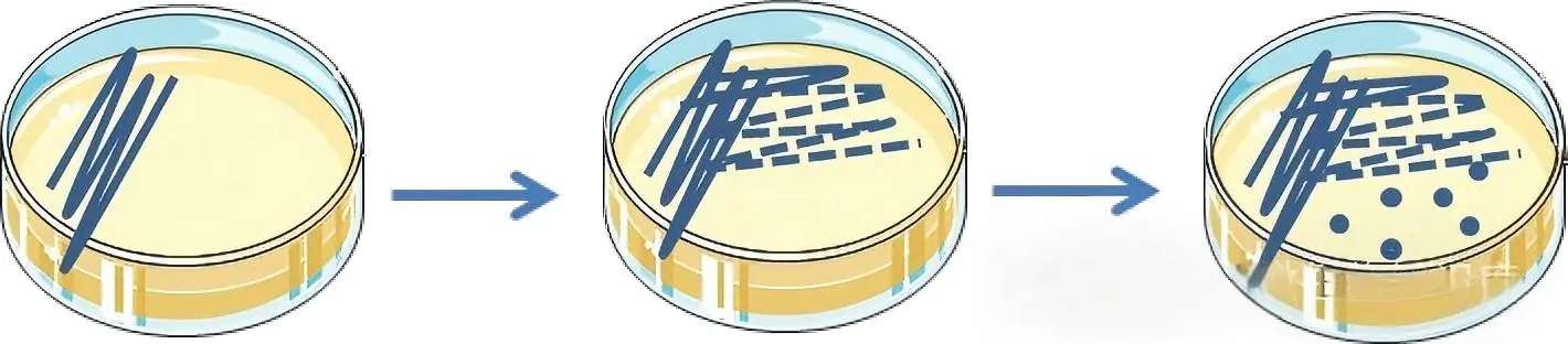 接种环在平板上划线