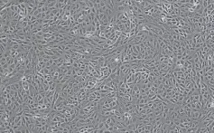 非洲绿猴肾（Vero）细胞