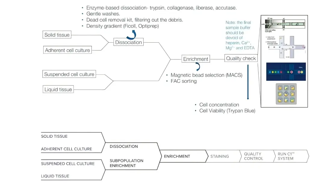 单细胞分离法004