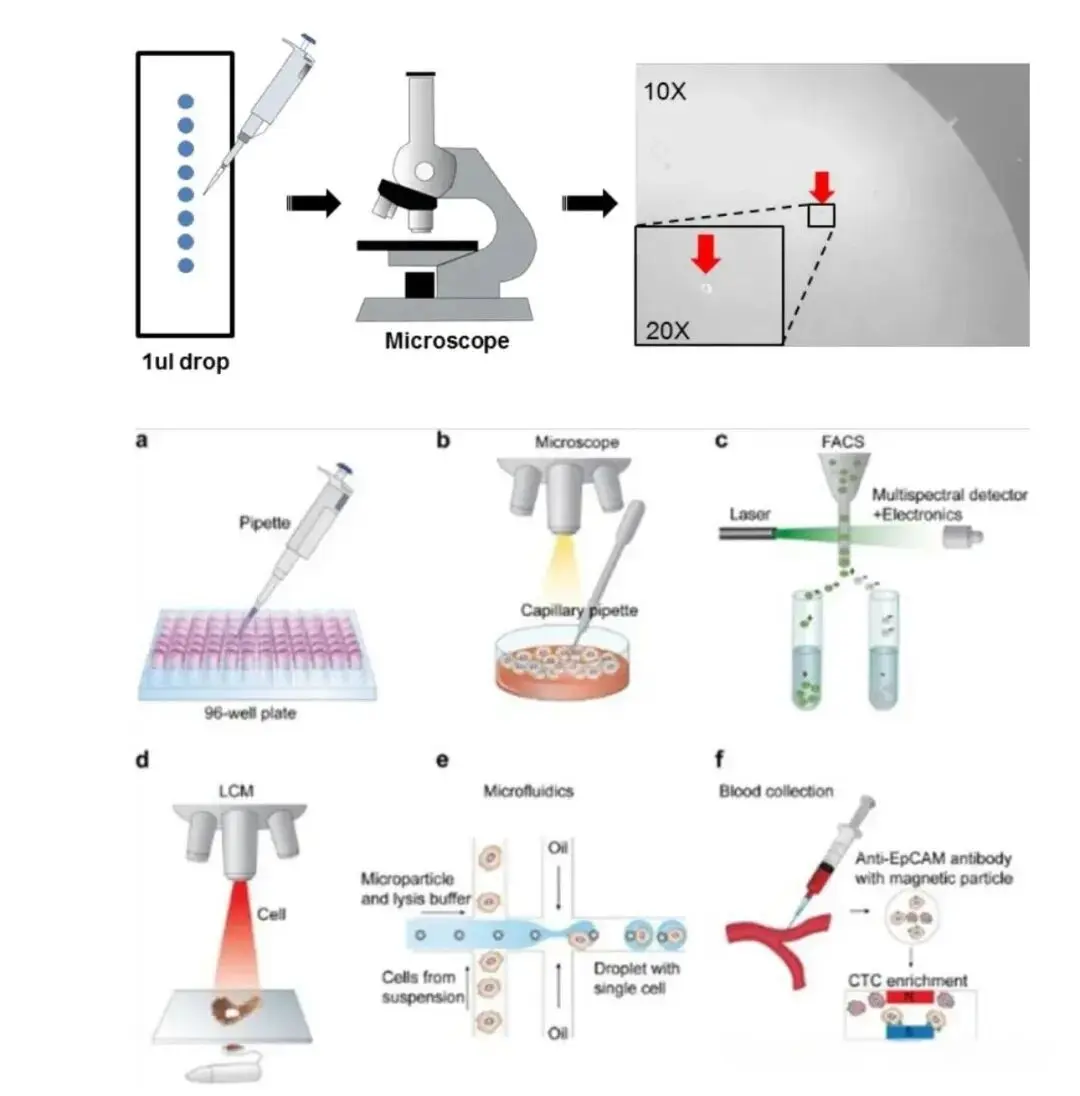 单细胞分离法003