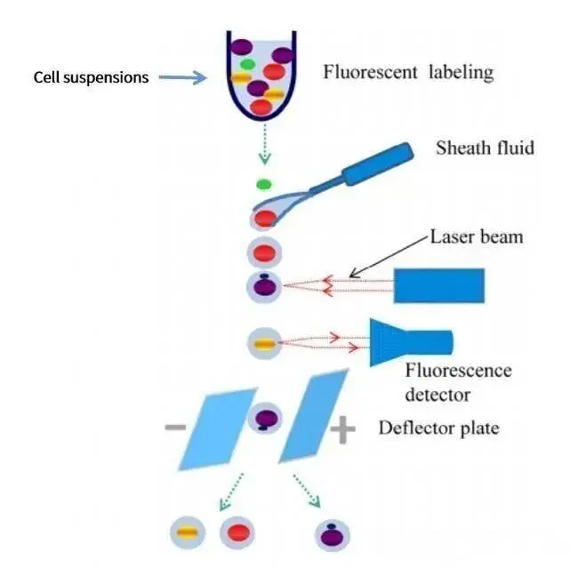 单细胞分离法001