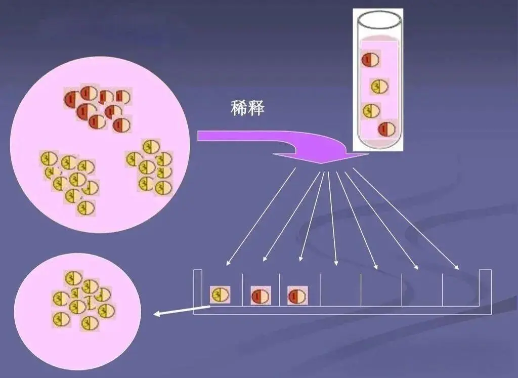 单细胞分离法002