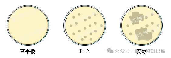 避免冷凝水，便于观察计数
