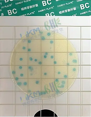 蜡样芽孢杆菌显色测试片