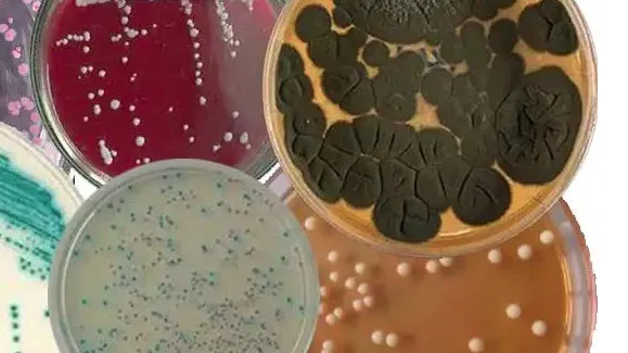 常用细菌培养基