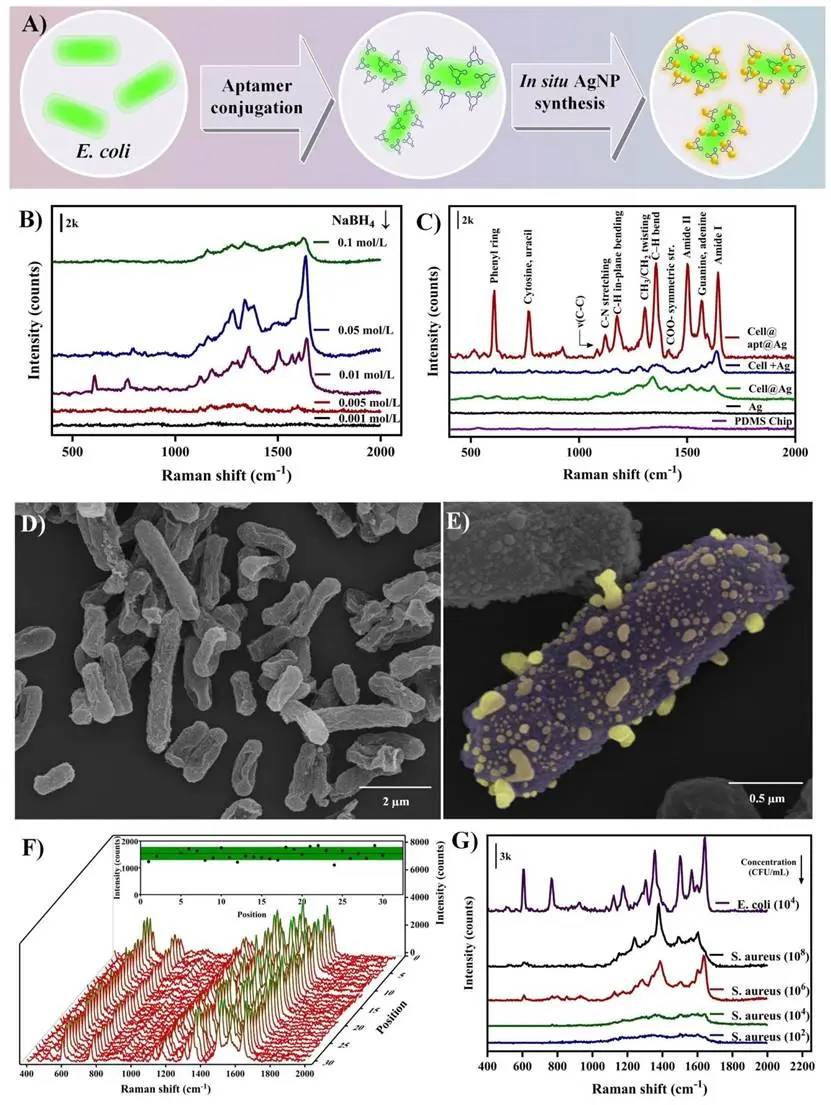 图 2：适配体引导银纳米颗粒在大肠杆菌表面原位生长，显著增强 SERS 信号，方法特异性强、重现性良好。