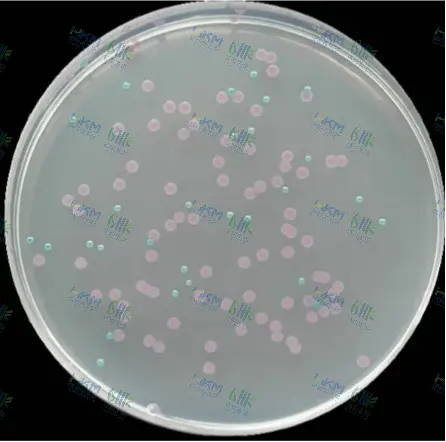 大肠菌群大肠杆菌显色培养基菌落特征