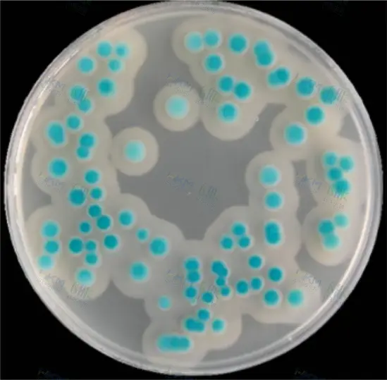 蜡样芽孢杆菌显色培养基菌落特征